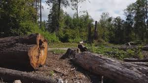 How Our Tree Care Process Works  in  La Pine, OR